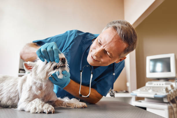 Best After-Hours Emergency Dentist in Whittingham, NJ